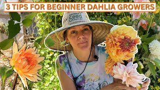 First Year Dahlia Growing Tips [upl. by Agnimod]