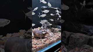 worlds unique fish tank testing [upl. by Far]