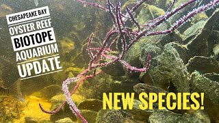 Chesapeake Bay Oyster Reef Biotope Aquarium Update New Species [upl. by Zilef418]