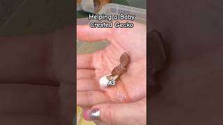 Helping a Baby Crested Gecko Hatch  Animals [upl. by Luamaj106]