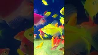 Mesmerizing Fish Aquarium fishing aquarium aquariumfish [upl. by Hourigan]