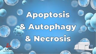 LCK Apoptosis amp Autophagy amp Necrosis 세포자살 자가포식 괴사 [upl. by Ybrek]