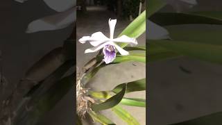 Laelia purpurata werkhauseri Shorts127 [upl. by Gney235]