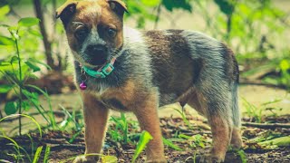 The Inspiring Stories of Rescued Australian Cattle Dogs  A Heartwarming Tribute [upl. by Jewell]