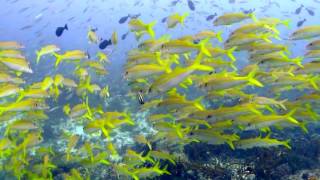 Chuuk Lagoon Diving day1  Betty Bomber Wreck [upl. by Auohs]