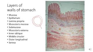 Histological Structure of Stomach [upl. by Eloccin674]