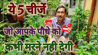 5 चिजें जो आपके पौधे को कभी मरने नहीं देगी  5 Things that will never let your plants die [upl. by Enyt]