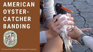 American Oystercatcher Banding in Pinellas County Florida [upl. by Estis]