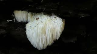 Finding a Hedgehog Mushroom or quotbears head tooth fungusquot [upl. by Rediah]