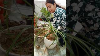 Growing ponytail palm nolina palm viral short [upl. by Vallo]