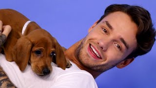 Liam Payne Plays With Puppies [upl. by Nytsyrk]