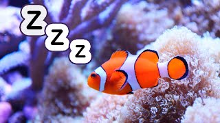 Acuario para Dormir Bebés ❤ Música para Dormir Bebés y Niños 💤 Video 4K Relajante [upl. by Gies319]