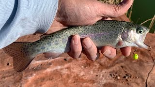 How to Not Gut Hook Trout When Using Powerbait Trout Bait  Skyline Pond [upl. by Llehcear363]