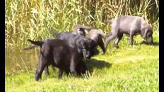 Super Cane Corso Welpen von den Pretorianern [upl. by Schinica]