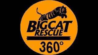 Big Cat Rescue  Manny 11919 3D360 [upl. by Naresh]