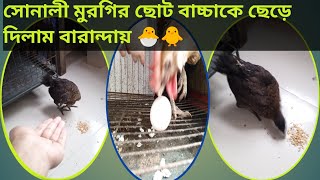 ১২০ টাকা দিয়ে সোনালী মুরগির বাচ্চা একদিন অনেক ডিম পারবে।। সোনালী মুরগি chicken [upl. by Orola502]