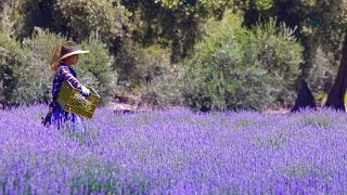 Lavender Festival  123 Farm  2022  Highland Springs Ranch amp Inn  California [upl. by Icyaj]