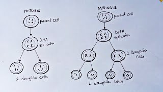 How To Draw Mitosis and meiosis [upl. by Adnilrem]