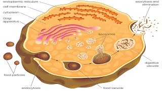 Endocytosis and exocytosis [upl. by Knoll]