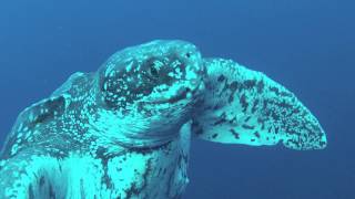 Leatherback Turtle Encounter Florida Scuba Divers [upl. by Lai]