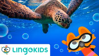 UNDER THE SEA SONG 🐚 🎶 Sea Animals Songs for kids  Lingokids [upl. by Magna]