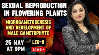 Sexual Reproduction in Flowering Plants  Microgametogenesis  Development of male gametophyte [upl. by Yorgerg746]