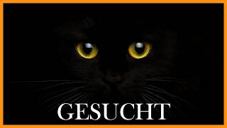 So viele Katzen verschwinden jedes Jahr  und so kannst du deine schützen [upl. by Eva178]