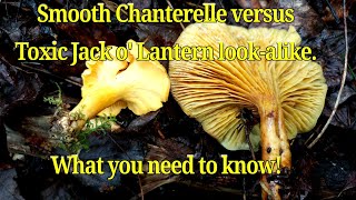 Chanterelle mushrooms compared to toxic lookalike Jack o Lantern Mushrooms What you should know [upl. by Lienahs]