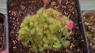 Drosera Spatulata update first 25 days since arrived [upl. by Okim]