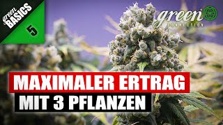 Wie ich meine ERNTE  mit 3 PFLANZEN deutlich STEIGERN kann  GreenBasic 5  QampA  GreenConnection [upl. by Demha]