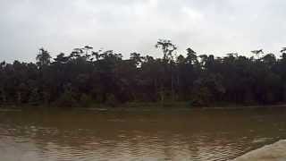 Viaggio in Malesia Borneo fiume Kinabatangan Kinabatangan River [upl. by Alliber]