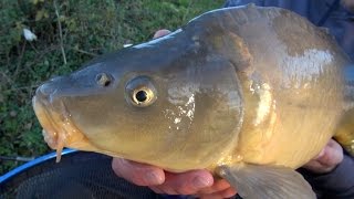 Carp Fishing With Meat  quotThe Meat Feederquot [upl. by Aneehsor]