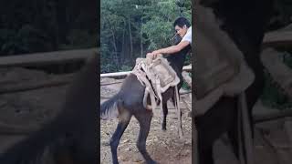 The process of installing the wood saddle for the horse [upl. by Reo]