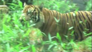 Sumatran tiger walking [upl. by Theo]