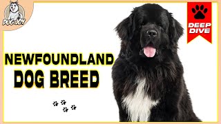 The Ultimate Newfoundland Dog Breed Guide Everything You Need to Know [upl. by Nonahs]