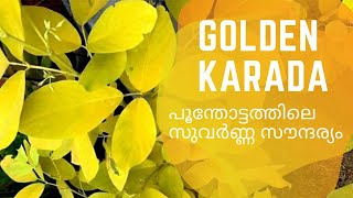 പൂന്തോട്ടത്തിലെ സുവർണ്ണ സൗന്ദര്യംഇലച്ചാർത്ത് കൊണ്ട് തീർത്ത വിസ്മയം Golden legium plant care [upl. by Aital]