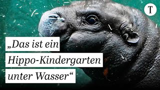 MiniHippo Toni des Berliner Zoos erobert sein Planschbecken  BabyZwergflusspferd Nilpferd [upl. by Idnic]