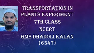 Transportation in Plants Experiments GMS DHADOLI KALAN [upl. by Jansen]