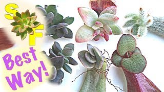 How to Propagate Succulents Based on Experiment Unexpected Results [upl. by Allsun]