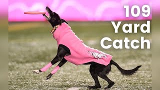 Sailor the Touchdown Dog Sets Record for the Longest Catch at a Live Sporting Event [upl. by Sapphera]