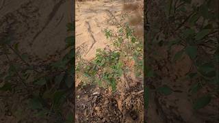 HOW TO TRANSPLANT HOLY BASIL  TULSI JI youtubeshorts viral wateraftersevendays [upl. by Agarhs384]