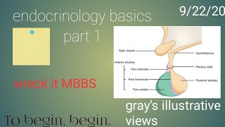 Basics of endocrinology part 1 [upl. by Kirschner490]