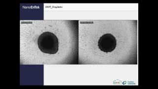 Cytotoxicity of cisplatin on 3D spheroid tumor cells – Video abstract ID 108004 [upl. by Ardnoed]