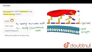 Lysozyme kills bacteria by destroying their [upl. by Severen]