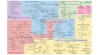 An untargeted 1 HNMR perspective on postmarathon metabolic recovery by Rachelle Bester [upl. by Knarf498]