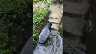 Swimming Malayan Tapir shorts animals tapir [upl. by Dnartreb]