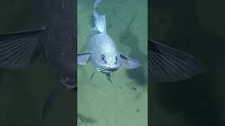 Take a moment to gaze into the mesmerizing eyes of the deepsea rattail fish 👀⁠ [upl. by Wakeen]