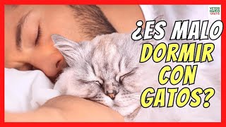 DORMIR CON GATOS ES MALO🐱 BENEFICIOS y CONSEJOS PARA EVITAR PROBLEMAS [upl. by Ordway]