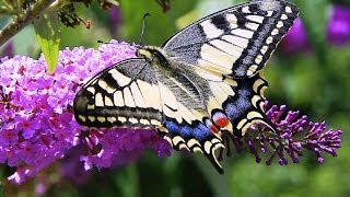 Butterflies and Flowers  1 Hour Nature Meditation with Soothing Music [upl. by Stefa]