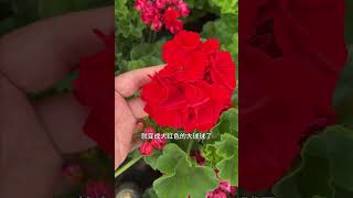 【惠惠的花园】“维多利亚”郁金香花型天竺葵，花球大，颜值高，花球长，开花性好，几乎没有病虫害 [upl. by Kursh783]